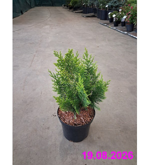 Chamaecyparis l. 'Ivonne' C 2,5 L